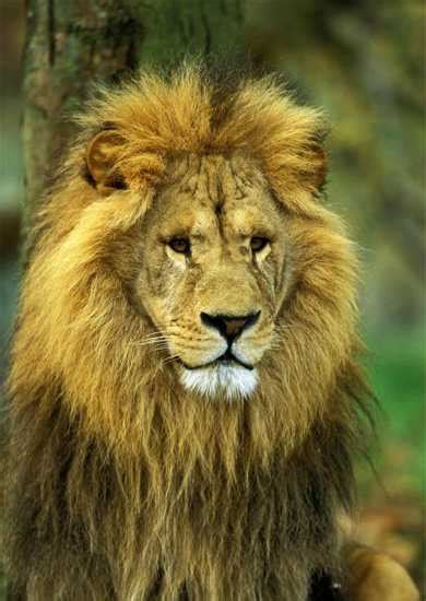 獅子是什麼象 背脊生毛